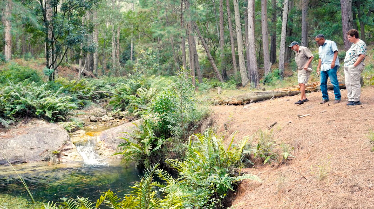 MTO Longmore Plantation Riverine System that is home to the Hewitts Ghost Frog