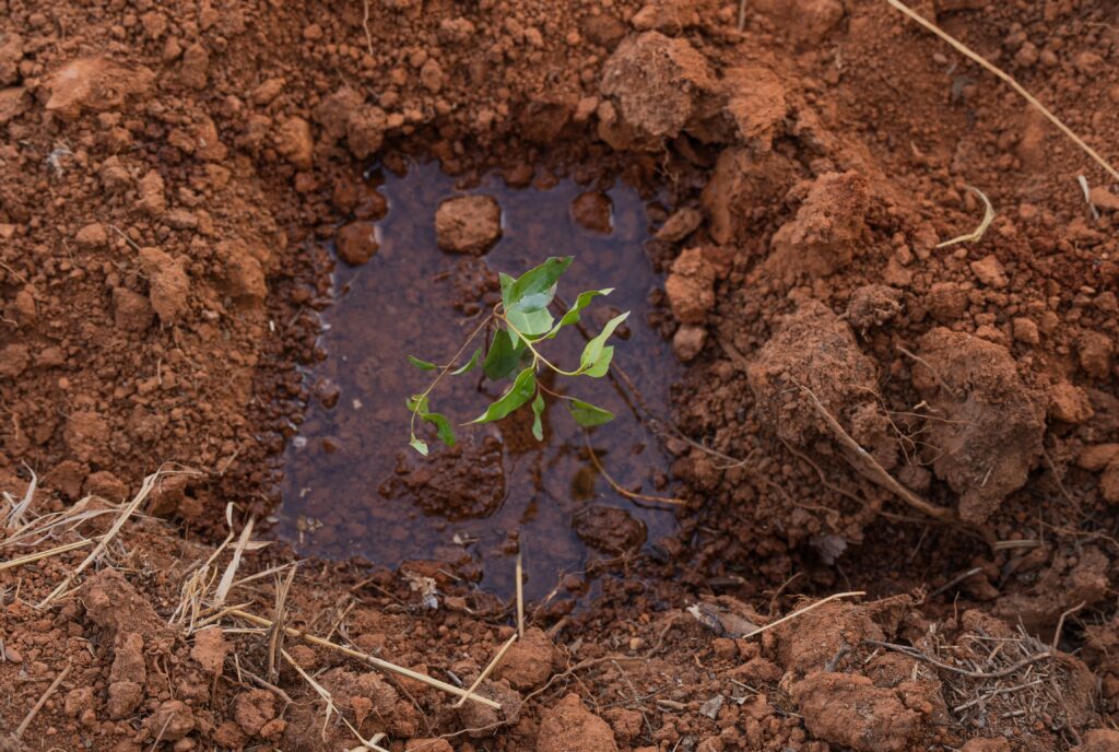 One operator, one machine and four seedlings pitted, planted, watered and compacted