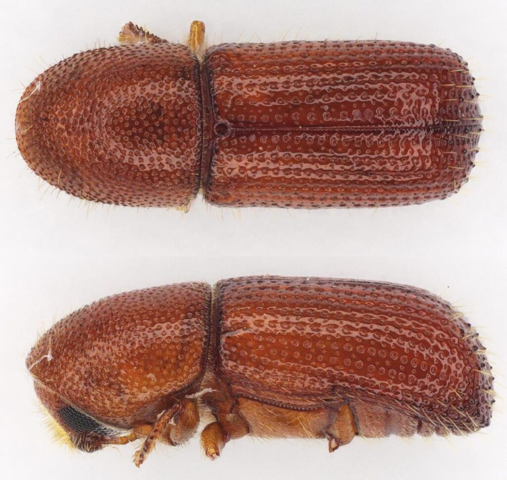 Cyrtogenius_luteus_pest_alert