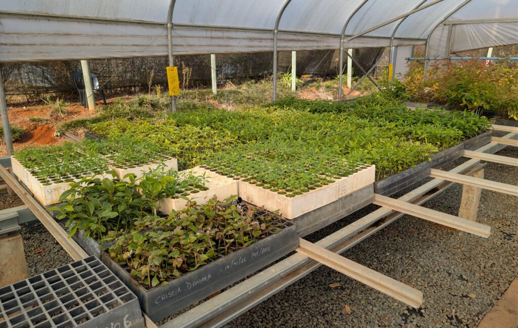 Warburgia salutaris at the Sappi Shaw Research Centre